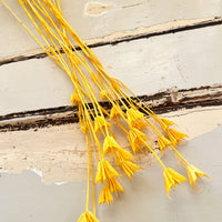 Naturally Dried / Coloured Nigella Flower