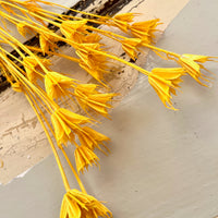 Naturally Dried / Coloured Nigella Flower
