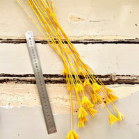 Naturally Dried / Coloured Nigella Flower