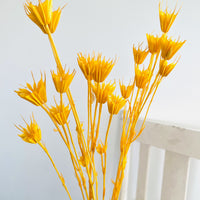 Naturally Dried / Coloured Nigella Flower