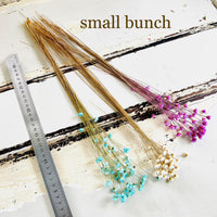 Dried Little Star / Baby Blue / Stardust / Baby Daisy / Star Daisy / Glixia