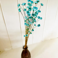 Dried Little Star / Baby Blue / Stardust / Baby Daisy / Star Daisy / Glixia