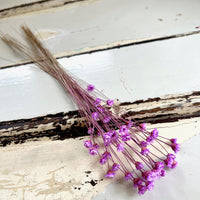Dried Little Star / Baby Blue / Stardust / Baby Daisy / Star Daisy / Glixia