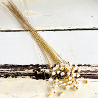 Dried Little Star / Baby Blue / Stardust / Baby Daisy / Star Daisy / Glixia