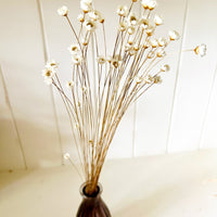 Dried Little Star / Baby Blue / Stardust / Baby Daisy / Star Daisy / Glixia