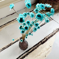Dried Little Star / Baby Blue / Stardust / Baby Daisy / Star Daisy / Glixia
