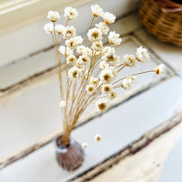 Dried Little Star / Baby Blue / Stardust / Baby Daisy / Star Daisy / Glixia