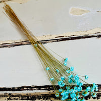 Dried Little Star / Baby Blue / Stardust / Baby Daisy / Star Daisy / Glixia