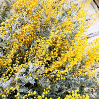 Naturally Dried Wattle / Mimosa / Acacia Flowers - Australian Native - natural yellow