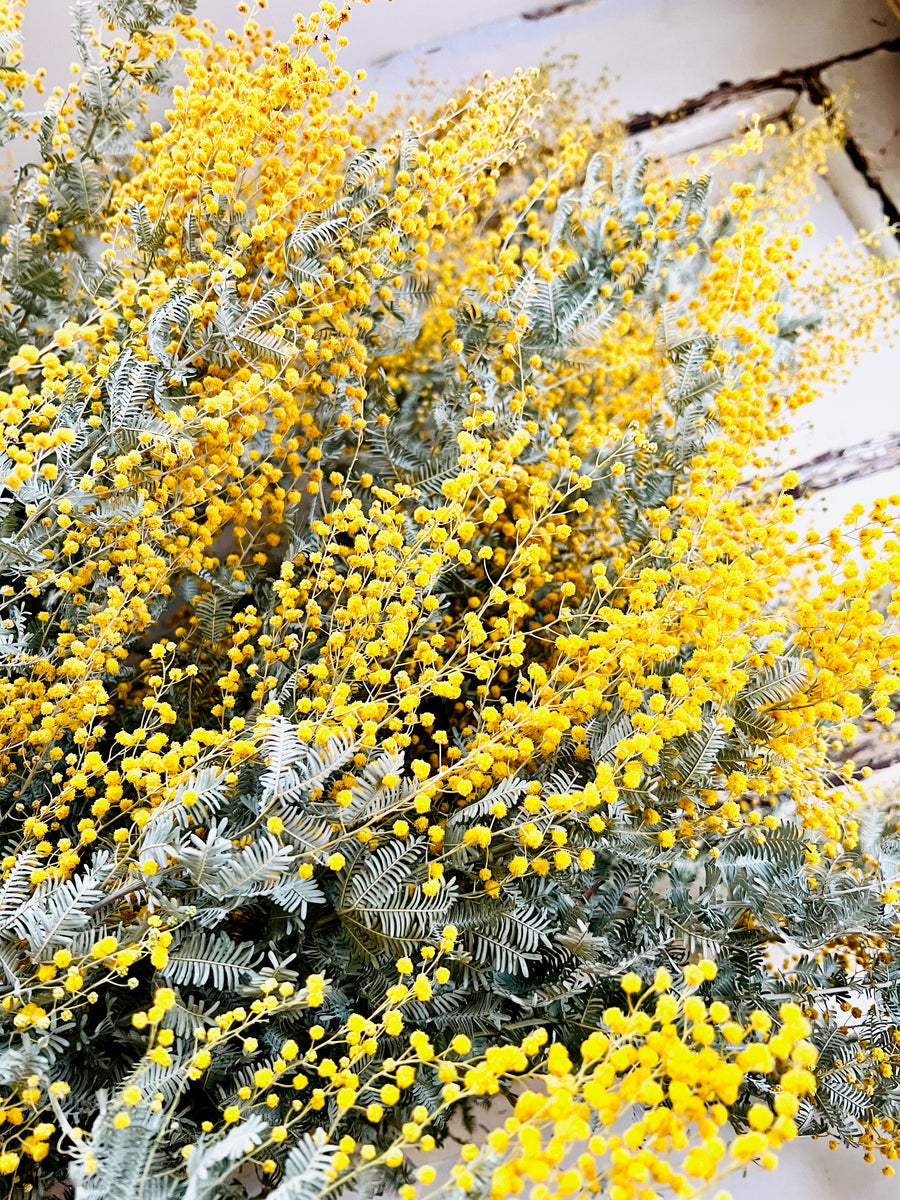 Naturally Dried Wattle / Mimosa / Acacia Flowers - Australian Native - natural yellow