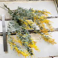 天然干燥金合欢花/含羞草花/金合欢花 - 澳大利亚本土 - 天然黄色