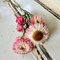 Naturally Dried Strawflower Daisy flower bunch - Helichrysum / Everlasting / Paper Daisy - stems / heads