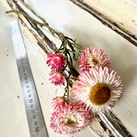 Naturally Dried Strawflower Daisy flower bunch - Helichrysum / Everlasting / Paper Daisy - stems / heads