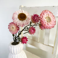 Naturally Dried Strawflower Daisy flower bunch - Helichrysum / Everlasting / Paper Daisy - stems / heads