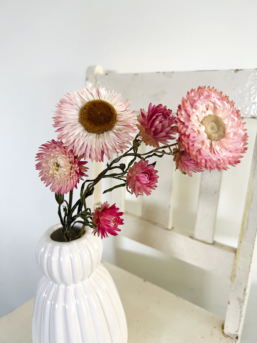 Naturally Dried Helichrysum - Everlasting / Paper Daisy / Strawflower - stems / heads