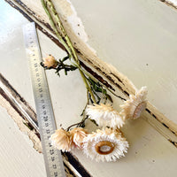 Naturally Dried Strawflower Daisy flower bunch - Helichrysum / Everlasting / Paper Daisy - stems / heads