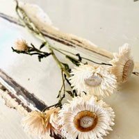 Naturally Dried Strawflower Daisy flower bunch - Helichrysum / Everlasting / Paper Daisy - stems / heads