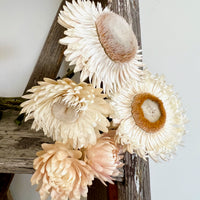 Naturally Dried Strawflower Daisy flower bunch - Helichrysum / Everlasting / Paper Daisy - stems / heads