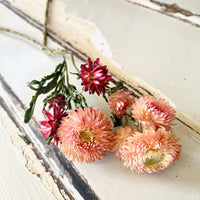 Naturally Dried Strawflower Daisy flower bunch - Helichrysum / Everlasting / Paper Daisy - stems / heads