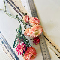 Naturally Dried Strawflower Daisy flower bunch - Helichrysum / Everlasting / Paper Daisy - stems / heads