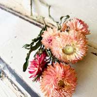 Naturally Dried Strawflower Daisy flower bunch - Helichrysum / Everlasting / Paper Daisy - stems / heads