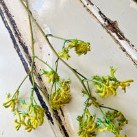 Preserved / Naturally Dried Kangaroo Paw