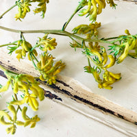 Preserved / Naturally Dried Kangaroo Paw