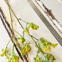 Preserved / Naturally Dried Kangaroo Paw