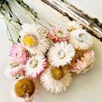 Naturally Dried Strawflower Daisy flower bunch - Helichrysum / Everlasting / Paper Daisy - stems / heads