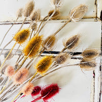 Dried Thistle