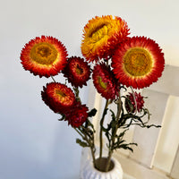 Naturally Dried Strawflower Daisy flower bunch - Helichrysum / Everlasting / Paper Daisy - stems / heads