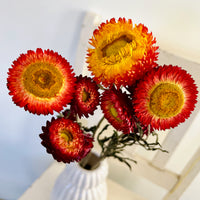 Naturally Dried Strawflower Daisy flower bunch - Helichrysum / Everlasting / Paper Daisy - stems / heads