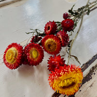 Naturally Dried Strawflower Daisy flower bunch - Helichrysum / Everlasting / Paper Daisy - stems / heads