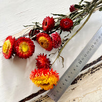 Naturally Dried Strawflower Daisy flower bunch - Helichrysum / Everlasting / Paper Daisy - stems / heads