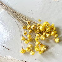 Dried Little Star / Baby Blue / Stardust / Baby Daisy / Star Daisy / Glixia