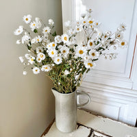 Naturally Dried Rhodanthe Everlasting Daisy