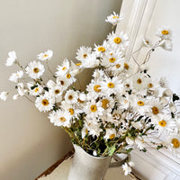 天然干燥的 Rhodanthe 永生雏菊花束