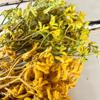 Preserved / Naturally Dried Kangaroo Paw