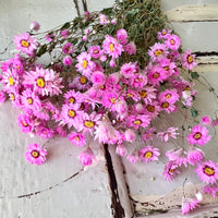 天然干燥的 Rhodanthe 永生雏菊花束