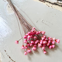 Dried Little Star / Baby Blue / Stardust / Baby Daisy / Star Daisy / Glixia