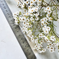 Naturally Dried Ixodia Mini Daisy / Mountain Daisy - White