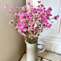 天然干燥的 Rhodanthe 永生雏菊花束