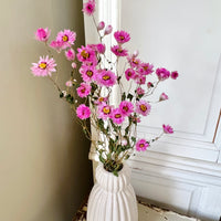 天然干燥的 Rhodanthe 永生雏菊花束