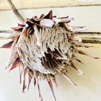 Naturally Dried Banksia & King Protea & Protea - Australian Native