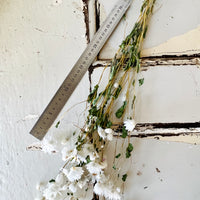 Naturally Dried Rhodanthe Everlasting Daisy