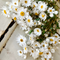 Naturally Dried Rhodanthe Everlasting Daisy