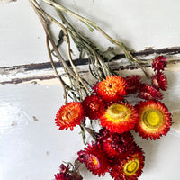 Naturally Dried Strawflower Daisy flower bunch - Helichrysum / Everlasting / Paper Daisy - stems / heads