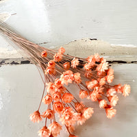 Dried Little Star / Baby Blue / Stardust / Baby Daisy / Star Daisy / Glixia