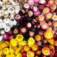 Naturally Dried Strawflower Daisy flower bunch - Helichrysum / Everlasting / Paper Daisy - stems / heads