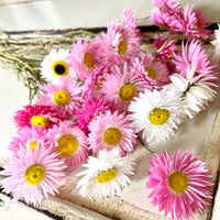 Naturally Dried Rhodanthe Everlasting Daisy - Medium / Large - white / pink